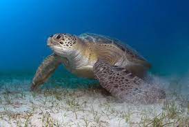 AP Beaches turtles deaths:ఆంధ్రప్రదేశ్ తీరంలో సముద్ర తాబేళ్ల మరణాలు పెరుగుతున్నాయి